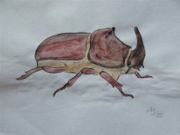 Drawn Pictures